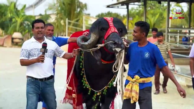 এক্সক্লুসিভ দেশি বিদেশি গরু মহিষ নিয়ে কোরবানির জন্য প্রস্তুত ডাচ ডেইরি লিমিটেড! qurbani cow 2024