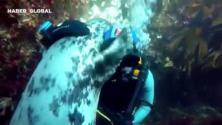 Su altında karşılaştığı dalgıca sarılan deniz aslanı viral oldu
