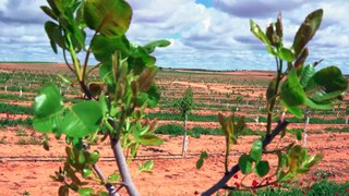 España reúne las condiciones para liderar el negocio del pistacho en Europa