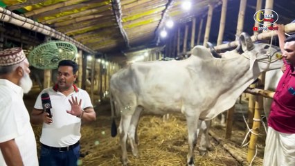 ব্রেকিং নিউজ: উট ও সাদা বলদ এসেছে গাবতলী হাটে! কোরবানির গরু ২০২৪