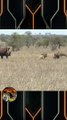 Os Leões Queria Comer o Rinoceronte Mas O Rinoceronte é Muito Selvagem