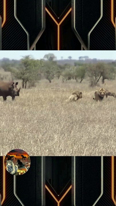Os Leões Queria Comer o Rinoceronte Mas O Rinoceronte é Muito Selvagem