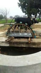 Bulls doing hard work for us 