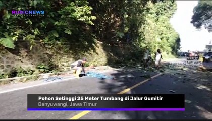 Pohon Setinggi 25 Meter Tumbang di Jalur Gumitir, Petugas Gabungan Lakukan Evakuasi Dengan Menutup Total Jalan Utama