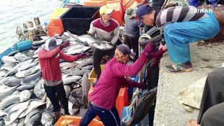 Fishers and Conservationists Butt Heads Over Return of Giant Trevally to Taiwan