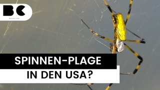 Trichonephila clavata: Riesige Spinne bald auch in Deutschland?