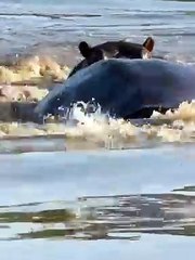 Wild dogs hunting waterbuck Animal Attack