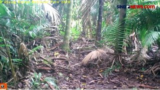 Terancam Punah, 26 Badak Jawa di Taman Nasional Ujung Kulon Mati Ditangan Pemburu