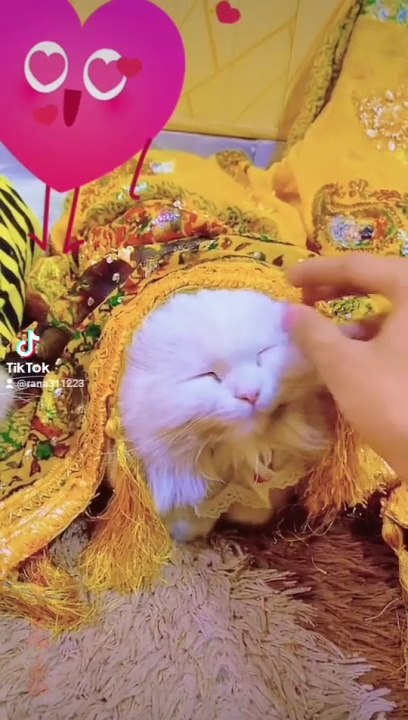 #Entertainment_funny video