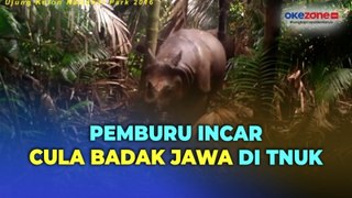 Miris, 26 Badak Jawa di Taman Nasional Ujung Kulon Mati Ditangan Pemburu