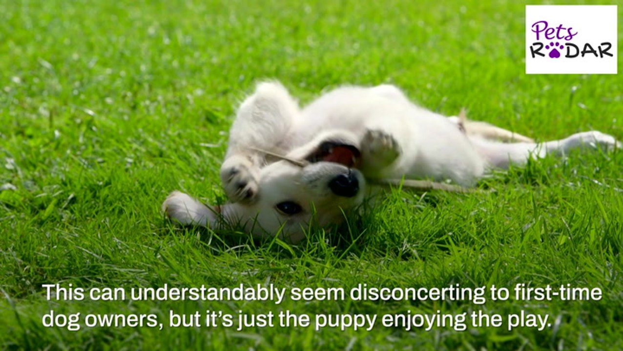 Understanding Your Puppies Body Language