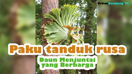 Sekilas Tentang Tanaman Mirip Tanduk Rusa, Simbar Menjangan