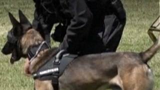 Ecuador condecora a perros detectores de droga, armas y explosivos