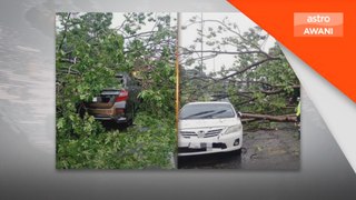 Dua insiden pokok tumbang di Lembah Klang
