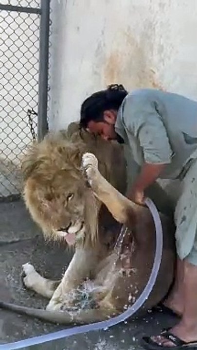 Lion taking bath