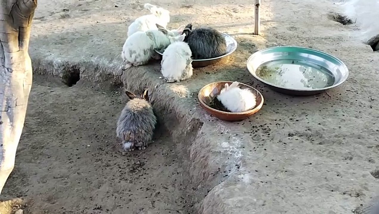 Beautiful Animal | Rabbit | Rabbit in Zoo | Zoo Animals | Jheel Multan | Multan 360 Zoo | Bahawalpur Zoo