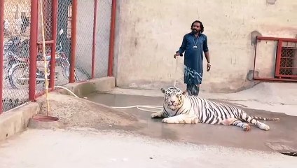 Tiger having shower