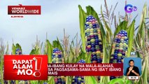 Mais, bakit may iba-ibang kulay na mala-alahas? | Dapat Alam Mo!