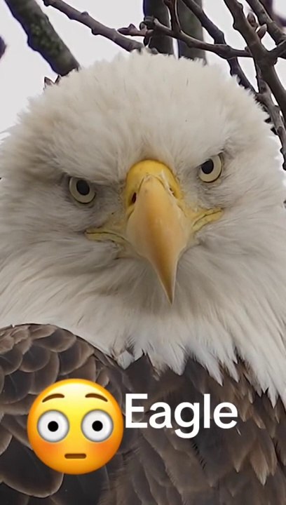 Eagle