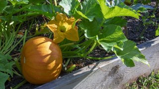 When to Plant Pumpkins—Plus Tips on Ensuring a Successful Crop