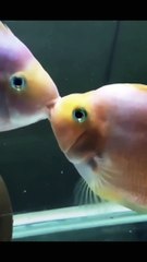 مشهد رائع تم التقاطه وهو يقبل الأسماك ويمارس الحب مع بعضه البعض فيديو جميل