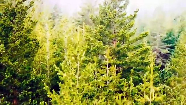 The Forest Bande-annonce (EN)