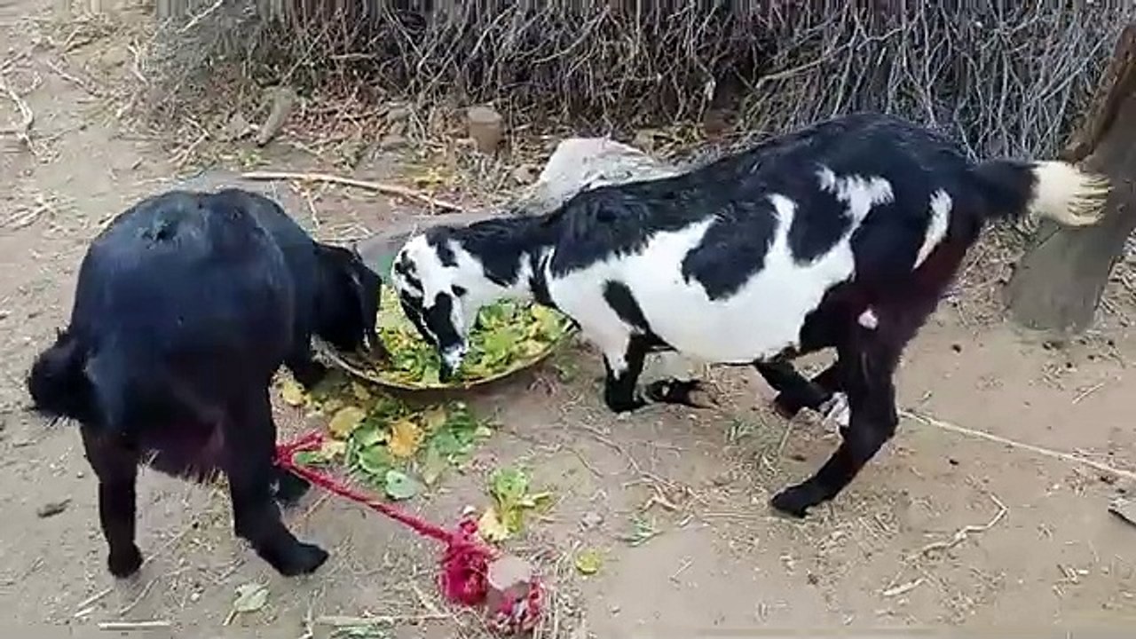 two_goat_eating_tree_leaf