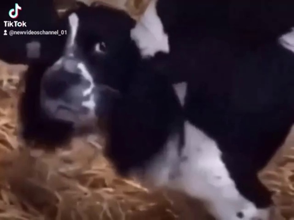 funny animal video
