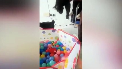 Funniest Animals 2024 ---- New Funny Cats and Dogs Videos ---- Part(360P)