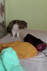 Funniest Cats and Dogs | Funny Animal Amazing Videos