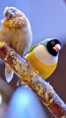 Relaxing birds videos