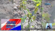 Mga taniman, napinsala dahil sa ashfall bunsod ng pagputok ng Bulkang Kanlaon | Unang Balita