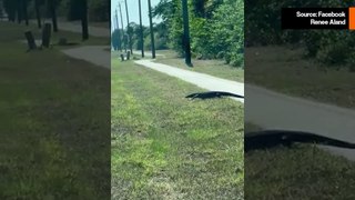 フロリダで女性が緊迫したビデオでエキゾチックなトカゲを発見