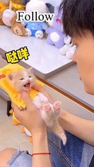 Cute funny kittens | cute kittens 
