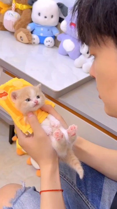 funny pets | cute funny  kittens