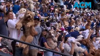 Baseball fans bring their dogs to dodger stadium