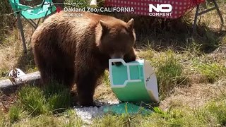 وقتی خرس‌ها به پیک‌نیک می‌روند