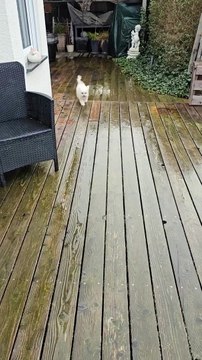 On today’s #WeeklyFluff, we are jumping into the weekend with Bolonka brothers @besch0815 (Bolly and Str...ppy, Bolly has always wiped his paws when he comes into the house without any training — or maybe he can read. Video b