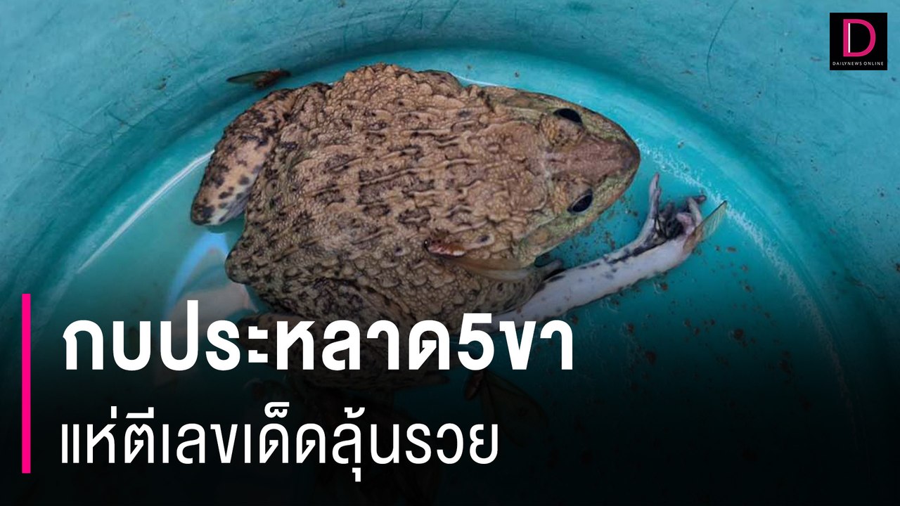คอหวยตื่นกบประหลาด5ขา ไม่พลาดแห่ตีเลขเด็ดลุ้นรวย | HOTSHOT เดลินิวส์ 05/06/67