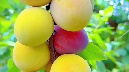 Islamic hadees| trending Hadees