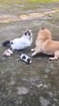 cat vs dog horrible fight
