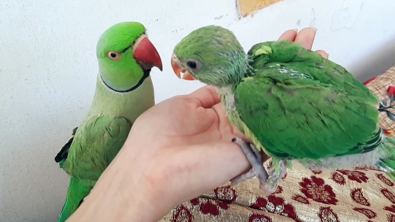 Ringneck Baby Parrot | Ringneck Indian Talking Parrot |