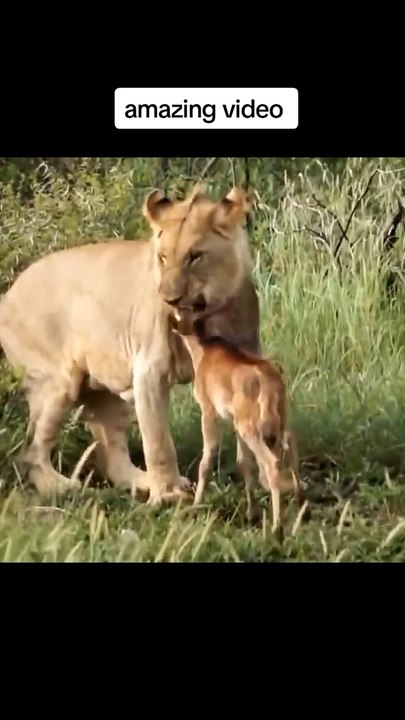 Lion attack