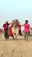 WORLD BIGGEST SIBI BULL #viral #trending #shorts #cow (1)