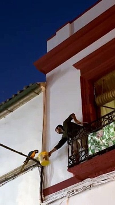 Rescatado el último guacamayo fugado del Zoo de Córdoba