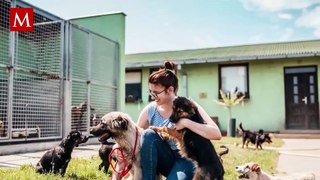 Perros al volante: Escuela de manejo en Nueva Zelanda
