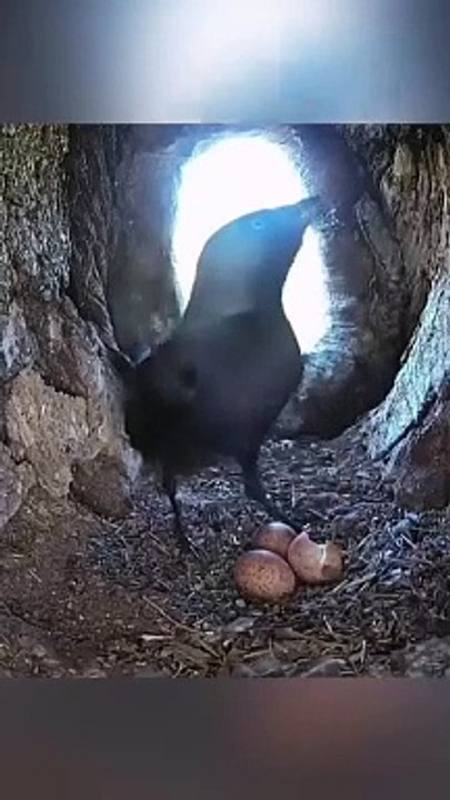 Video-65 Someone's house will not be stolen again and again and will be caught