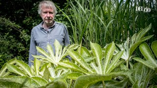 Travaux du jardin - 17 août 2024 - Le fatsia