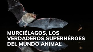 Murciélagos, los verdaderos superhéroes del mundo animal