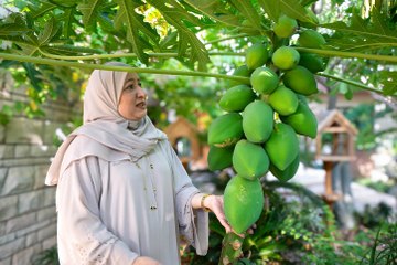 From home garden to award-winning farm: Dubai resident transforms home into oasis